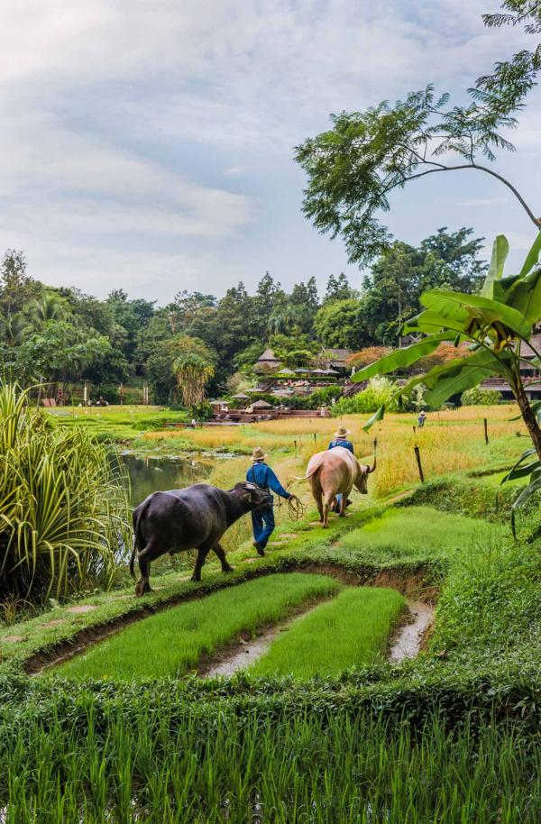 Four Seasons Chiang Mai © Four Seasons 