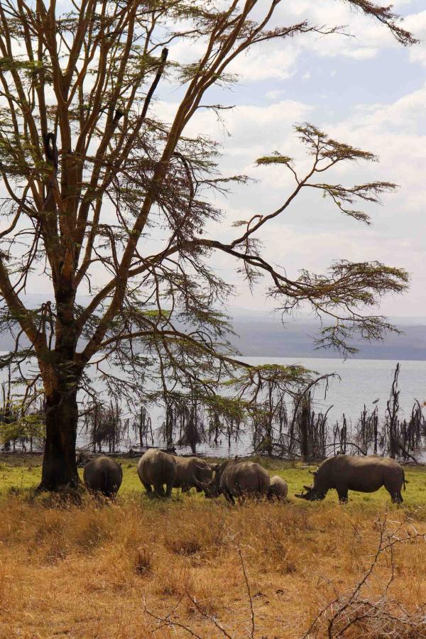 Lake Nakuru National Park - rhinocéros © PG