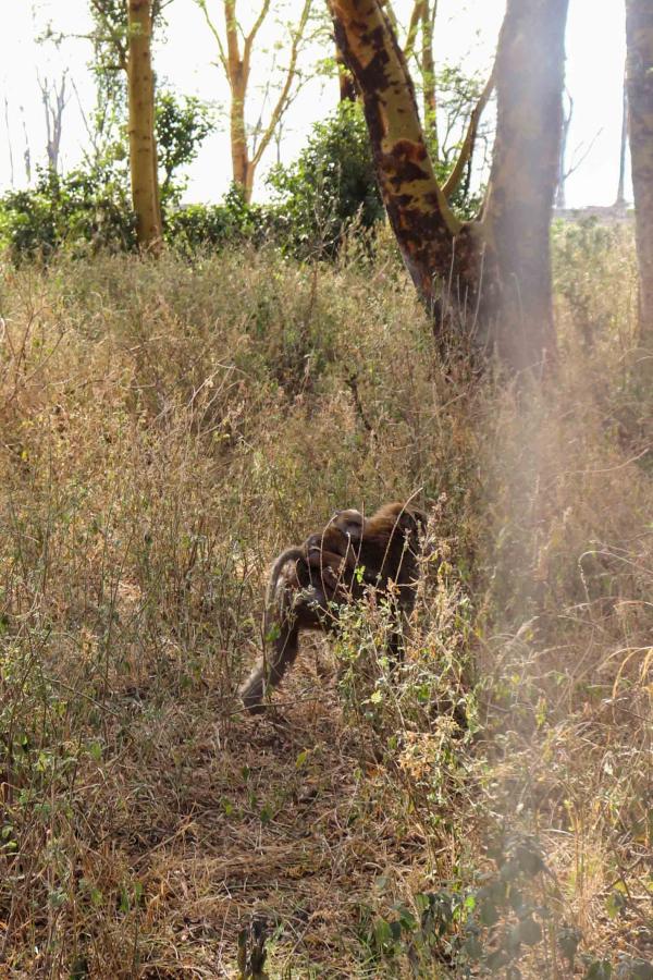 Lake Nakuru National Park - singes © PG