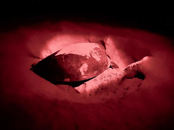 Tortue dans la réserve Ras Al Jinz de nuit. © Emmanuel Laveran.