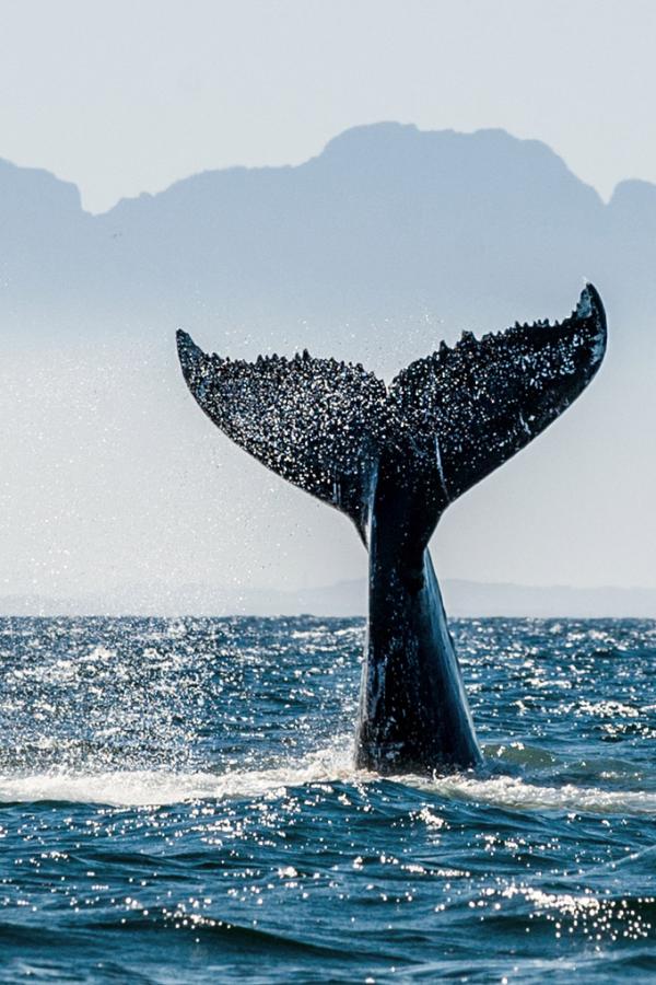 Il n’est pas rare de croiser des baleines proches des côtes