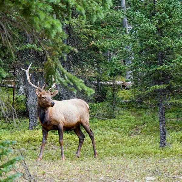 Observer les animaux sauvages fait partie intégrante de l'expérience du Rocky Mountain National Park © YONDER.fr