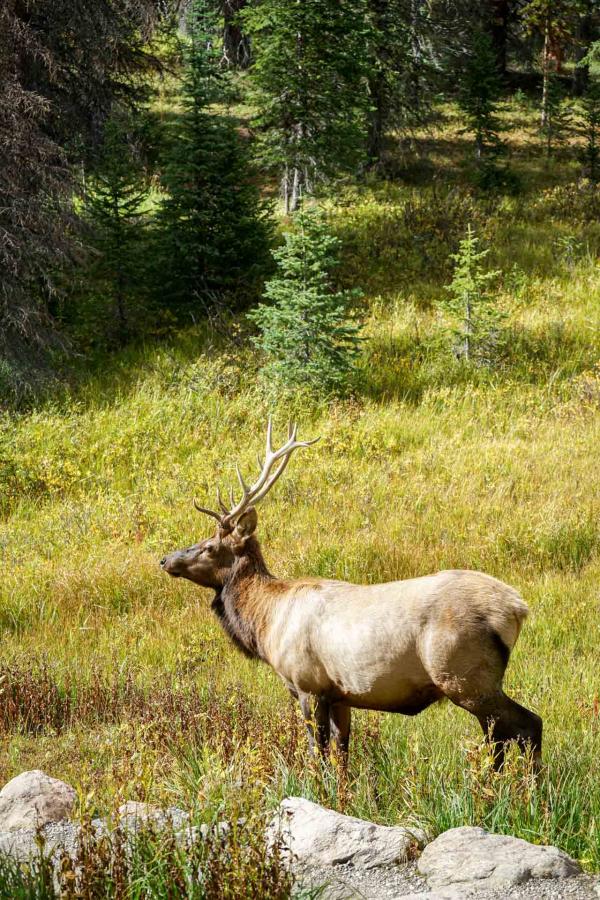 Observer les animaux sauvages fait partie intégrante de l'expérience du Rocky Mountain National Park © YONDER.fr