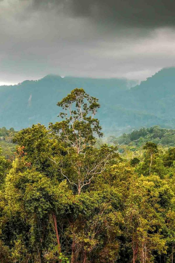 La jungle du Sarawak © Imaad 