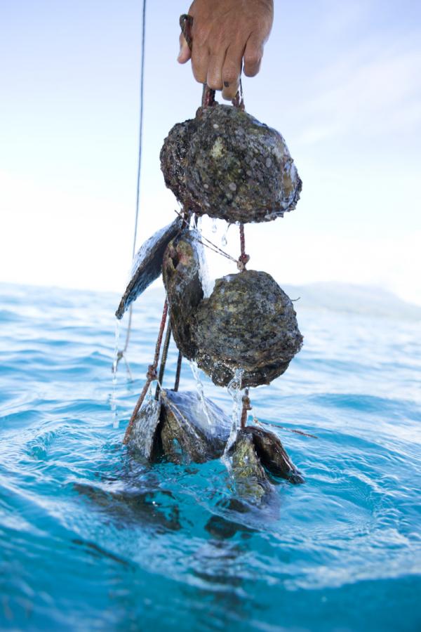 Récolte des perles en Polynésie © Tahiti Tourisme