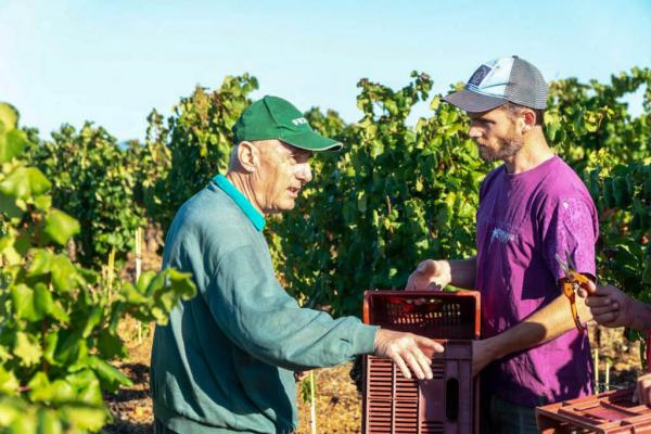 Toutes les générations s'entraident pour les vendanges au Domaine des Amiel © Domaine Amiel