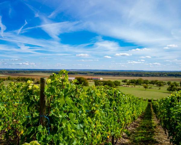 Vignes de Meuse © Artipair