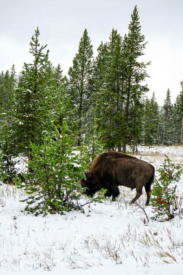 Les bisons sont les animaux sauvages que l'on croise le plus souvent dans le parc © YONDER.fr 