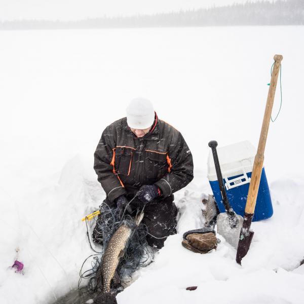 Timo est habile à récupérer les poissons dans les filets.