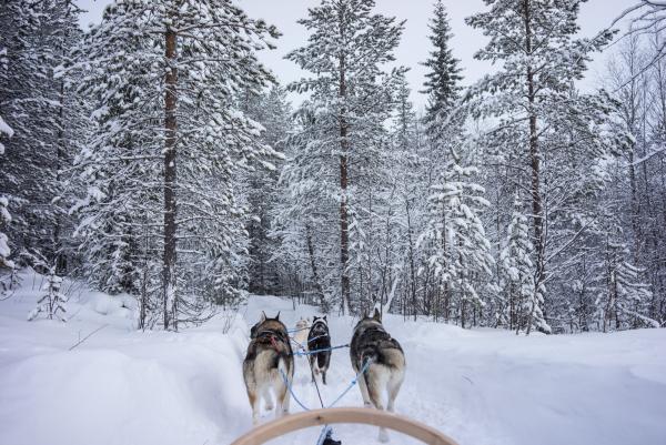 Balade en traineau dans la forêt avec Kota-Husky.