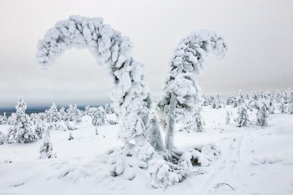 Les arbres recouverts de neige aux formes fantaisistes du parc du Riisisunturi. © Thierry Chevillard