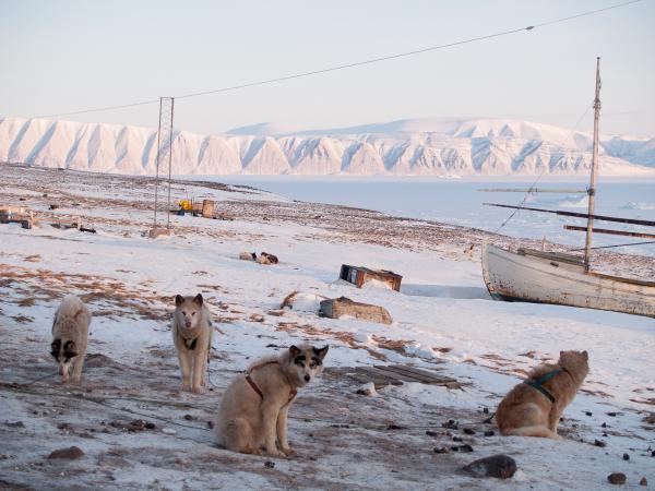 Chiens de traineau à Qaanaaq.