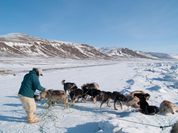 Qillaq et les chiens de traineau.Tous les chiens sont attachés en un seul point au traineau et il faut donc régulièrement démêler les cordes...