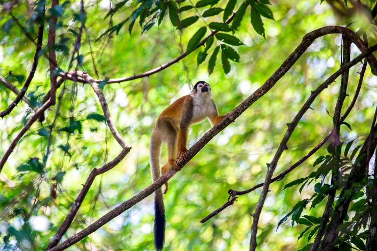 Costa Rica : observation de la faune le long du Rio Sierpe © DR