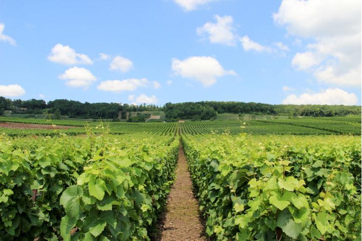Dans les vignobles de Champagne, entre Venteuil et Cumières © S. Millot-Coll. ADT Marne