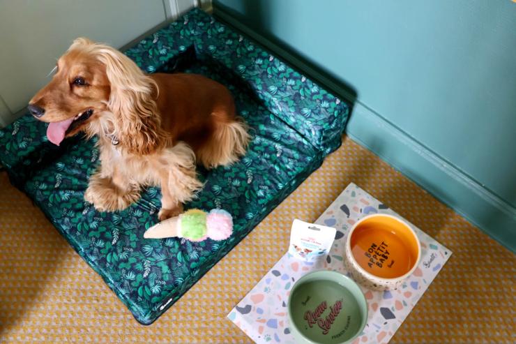 Club Med avec son chien : 3 hôtels dog friendly où partir en vacances