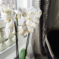 Orchidées fraîches dans la chambre © Yonder.fr