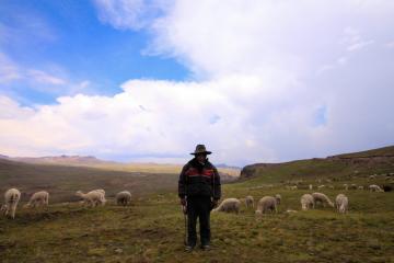 Pedro, El Creator de Alpacas. © Cédric Aubert