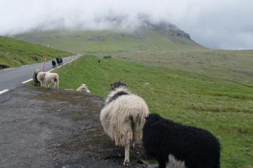 Les moutons sont omniprésents aux Féroé.