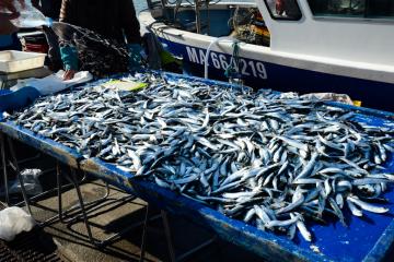 Tous les matins près du Vieux-Port, le fameux marché aux poissons ©VDM