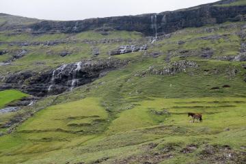 Chevaux à Saksun. 