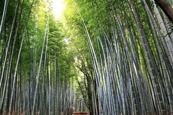 Forêt de bambou | © Aurélie Morin