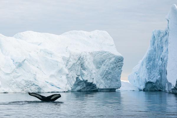 Les balades en bateau sont aussi l'occasion, avec un peu de chance, d'apercevoir des baleines. © MB /Yonder