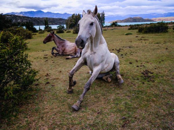 Après une bonne journée de randonnée, les chevaux ont bien mérité un peu de repos.