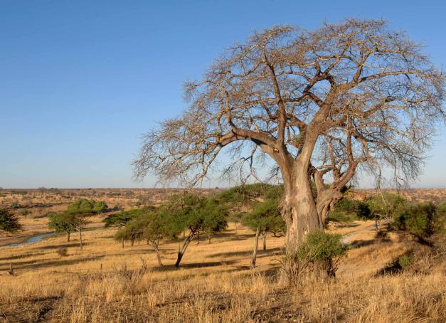 Pays des grands espaces, un itinéraire en Tanzanie offre tout ce qu’il faut aux amoureux des safaris pour réaliser leurs rêves d’aventure. La faune sauvage y abonde, les paysages y sont variés, les parcs nombreux et les plages de Zanzibar irrésistibles. Notre road trip en Tanzanie de 2 semaines, étape par étape.