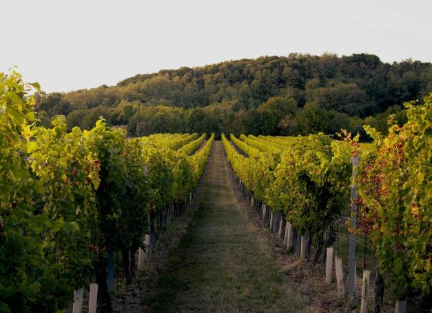 En Bourgogne, chaque petite route raconte une histoire : celle de vignes millénaires, de villages charmants et de plaisirs des sens qui s’expriment autant dans l’assiette que dans le verre. Région de grands crus, la Bourgogne invite aussi à s’imprégner de son art de vivre et de son patrimoine. Du chic feutré au charme bucolique, voici une sélection des plus beaux hôtels 4 étoiles de Bourgogne.