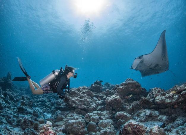 Les Maldives abritent la plus grande population de raies manta de récif et la troisième population de raies manta océaniques au monde. Séjourner à l’Intercontinental Maldives Maamunagau Resort, c’est s’offrir une robinsonnade de luxe ponctuée de rencontres privilégiées avec ces créatures majestueuses surnommées « gentle giants ».