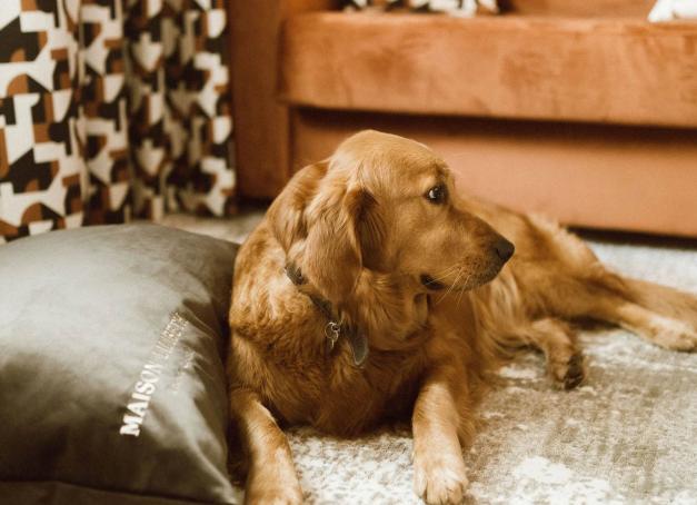 Les meilleurs hôtels dog friendly en France De plus en plus d’établissements cinq étoiles ouvrent leurs portes à nos compagnons à quatre pattes. Services sur mesure, petites attentions et séjour au poil : découvrez les meilleurs hôtels dog friendly en France.