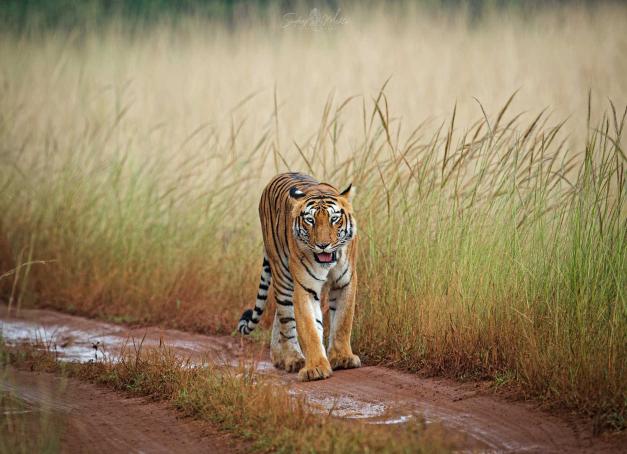 Au centre-ouest de l’Inde, dans l’état du Maharashtra, deux sanctuaires se prêtent à l’observation des tigres du Bengale. Pour apprécier cette immersion parmi les mythiques félins, nous avons séjourné dans deux confortables écolodges. Découverte !