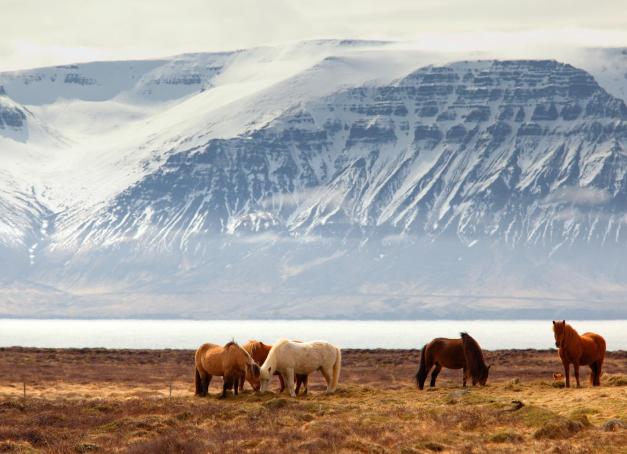 Partir en road trip en Islande, c’est s’offrir un voyage au cœur d’une nature brute et spectaculaire, entre volcan majestueux, cascades vertigineuses, plages de sable noir et glaciers étincelants. Pour les amoureux de grands espaces et d’aventure, rien ne vaut un itinéraire en Islande pour découvrir, à son rythme, la diversité saisissante de cette île aux confins de l'Europe.