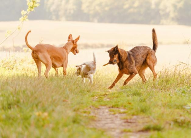 Les hôtels dog-friendly, on connaît. Mais un véritable resort réservé aux chiens, où les humains restent à la porte ? Voilà qui attise la curiosité. Direction l'Essonne, à 45 minutes de Paris, où Dog Valley promet à nos compagnons un séjour digne d'un palace : suites individuelles, piscine chauffée, hectares de nature et éducateurs passionnés. Ma chienne y a passé quelques jours. Un séjour au poil.