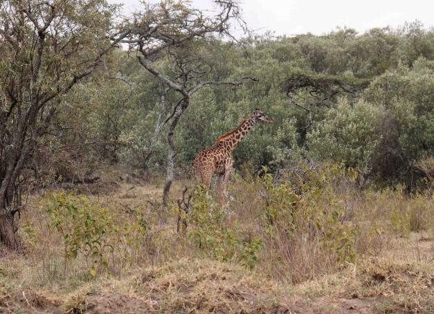 Le safari au Kenya est le rêve de tout passionné de faune sauvage et le passage obligé de tout voyage au Kenya. Notre itinéraire et nos conseils pour un safari d’une semaine au Kenya à la fois magique et rythmé !