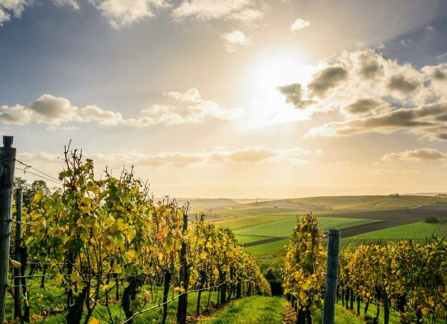 Des coteaux baignés de soleil de la Provence jusqu’aux pentes plus fraîches du Ventoux, la route des vins dessine une mosaïque de paysages et d’appellations. Voici 5 adresses viticoles en Provence et Ventoux, pour en découvrir les terroirs.
