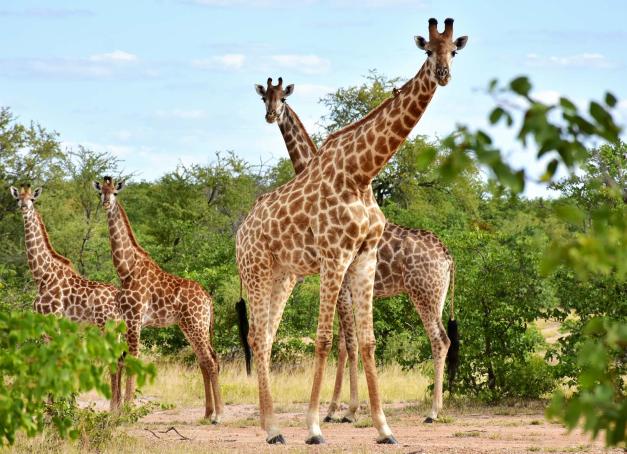 Avec l’ouverture d’Aman Karingani en 2026, Aman signe son premier lodge africain, posé au cœur d’une réserve animalière de 150 000 hectares voisine du Kruger. Une implantation qui marque le retour de la marque vers les destinations reculées qui l’ont rendue culte.