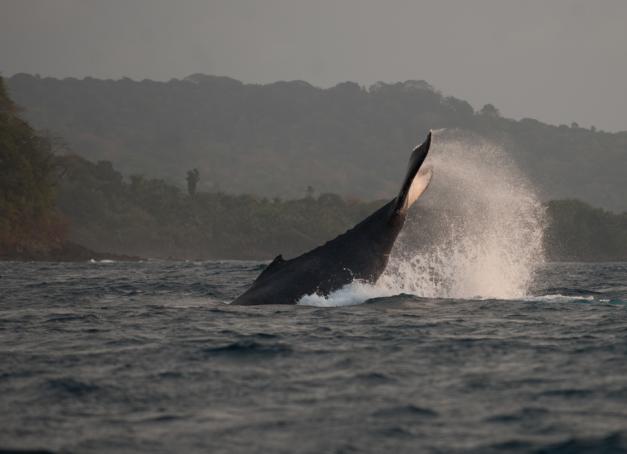 A la recherche d'expériences insolites et inoubliables ? De juillet à septembre, l'eco-lodge chic et tropical Bom Bom Island Resort (Sao Tomé-et-Principe) propose à ses hôtes d'aller observer en mer les majestueuses baleines.